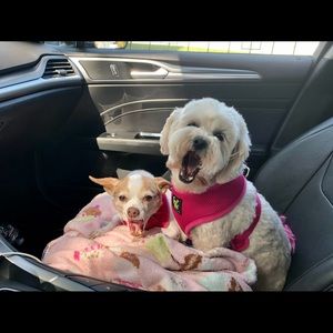 Meet your Posher, Valentine